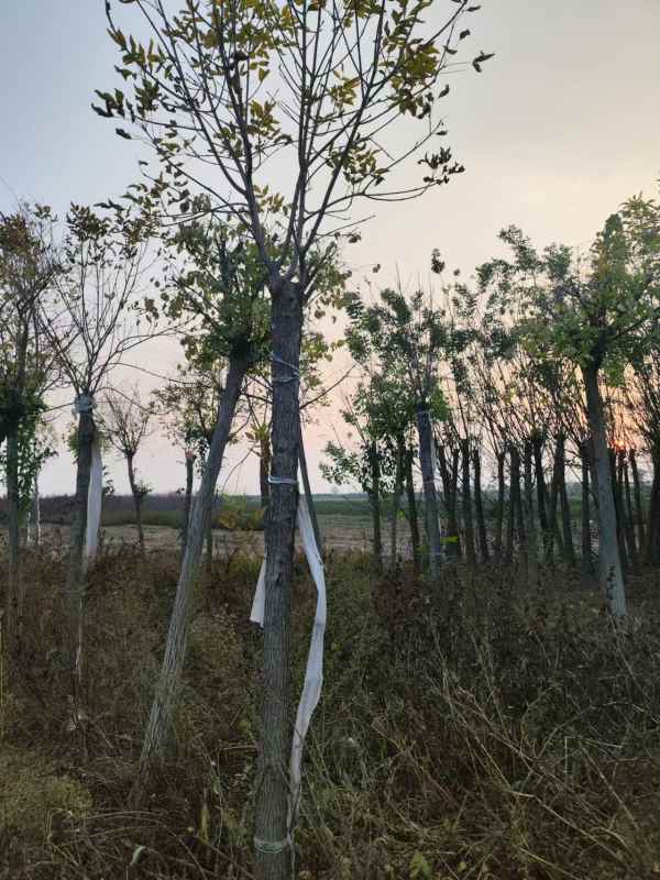 1732948058530067.jpg mmexport1730886519802.jpg