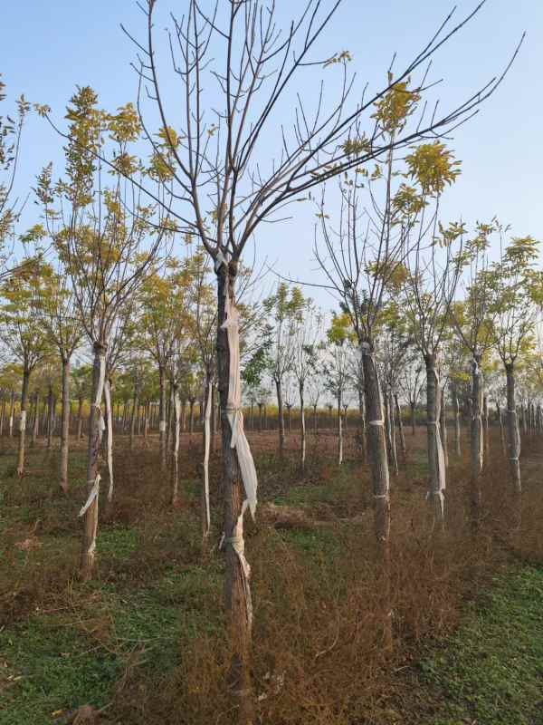 1732948192463689.jpg mmexport1730886499158.jpg