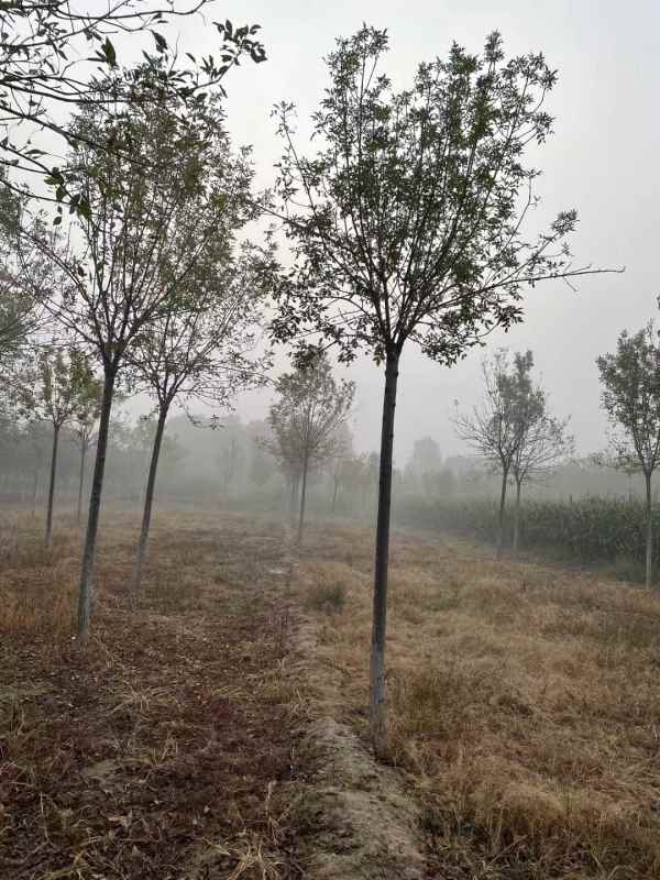 1732948269807000.jpg mmexport1633698762896.jpg