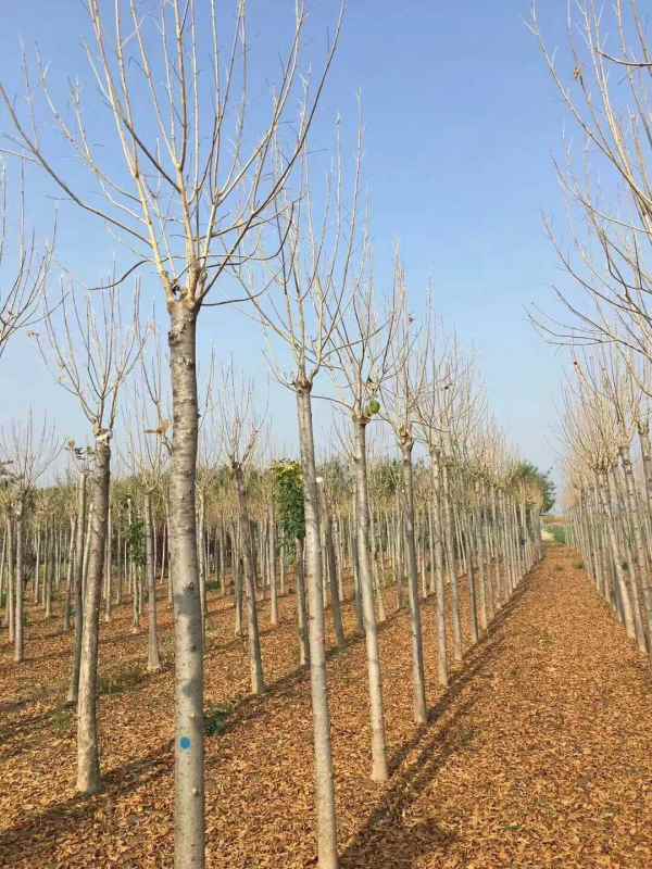 1732948351964829.jpg mmexport1552905689527.jpg