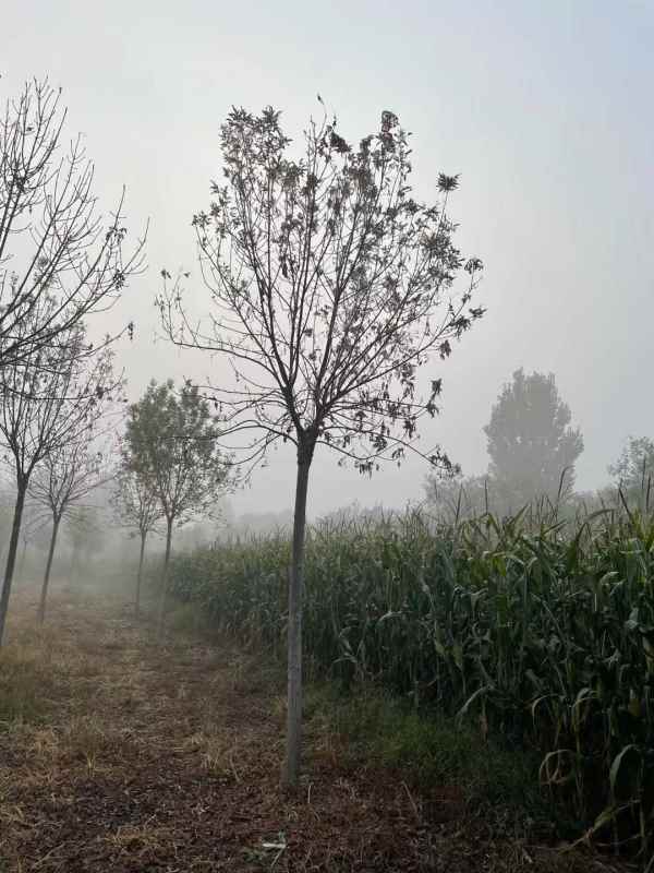 1732948492916620.jpg mmexport1633698740803.jpg