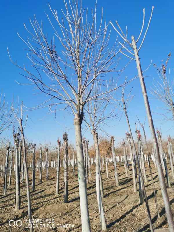 1732948561143833.jpg mmexport1614995547911.jpg