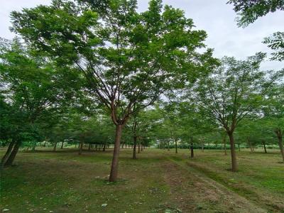 國槐樹種植:生態(tài)與經濟效益的雙贏選擇