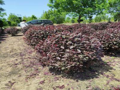 紅葉李球種植栽培養(yǎng)護相關(guān)標題(博野免費苗木報價)