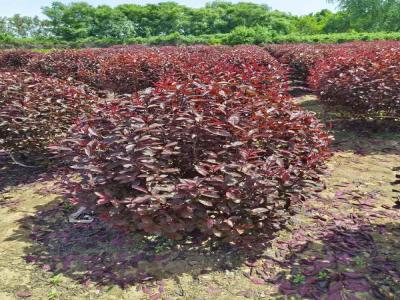 紅葉李球在小區(qū)景觀中的巧妙運用(藁城免費苗木報價)