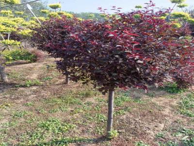 紅葉李球:小區(qū)造景綠化的優(yōu)選樹種(井陘免費苗木報價)