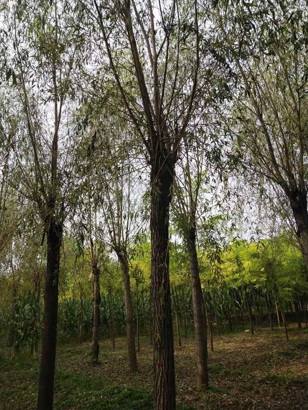 1733124758619853.jpg IMG_20210915_090202.jpg