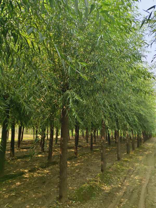 1733205273191621.jpg IMG_20230831_133625.jpg