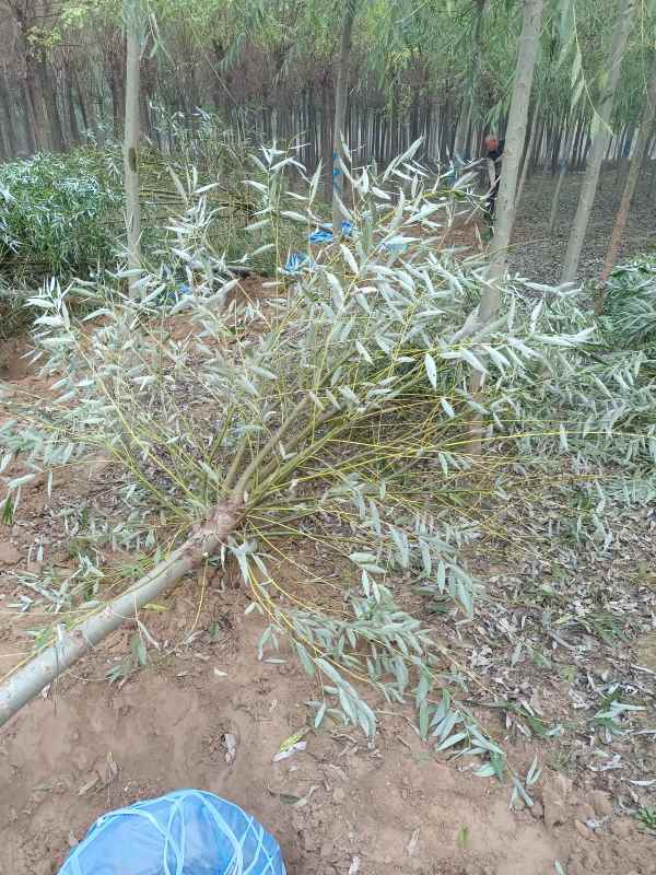 1733205744740280.jpg IMG_20221014_083147.jpg