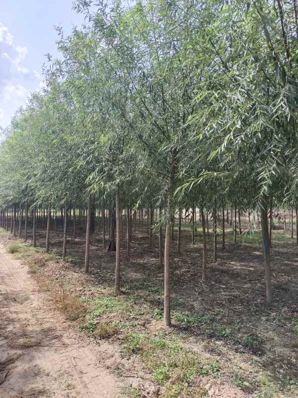 1733205836459873.jpg IMG_20220919_110312.jpg