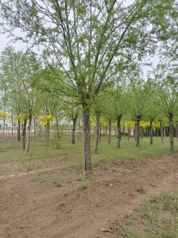 1733206179298368.jpg IMG_20220417_102046.jpg