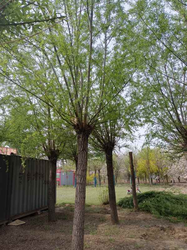 1733206557357341.jpg IMG_20220417_085536.jpg