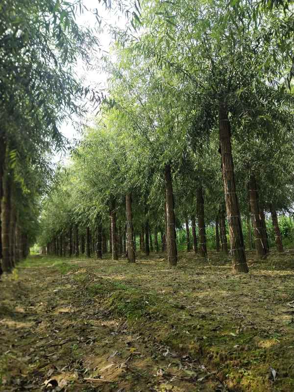 1733207701159658.jpg IMG_20210915_095818.jpg