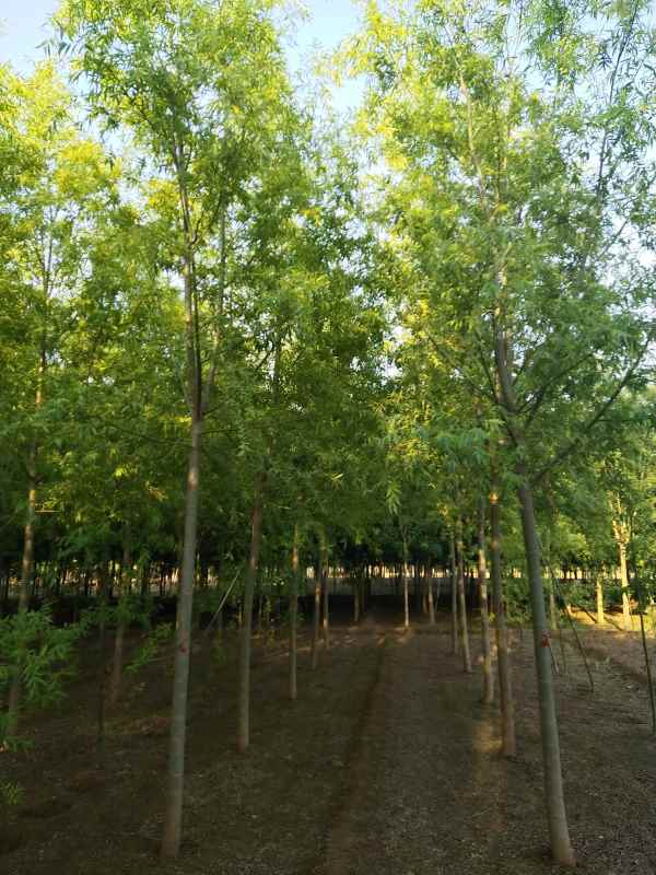 1733208122929643.jpg IMG_20210518_180651.jpg