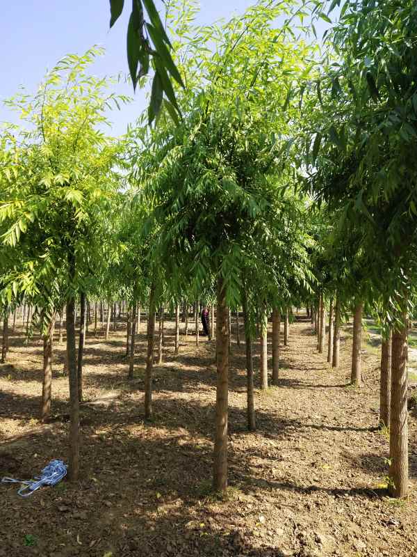 1733211229383354.jpg IMG_20200530_090517.jpg