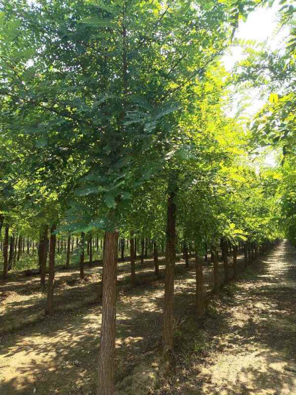 1733551467323529.jpg 1632303656814.jpg