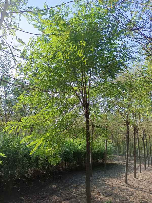 1733553635217386.jpg IMG_20211023_131430.jpg