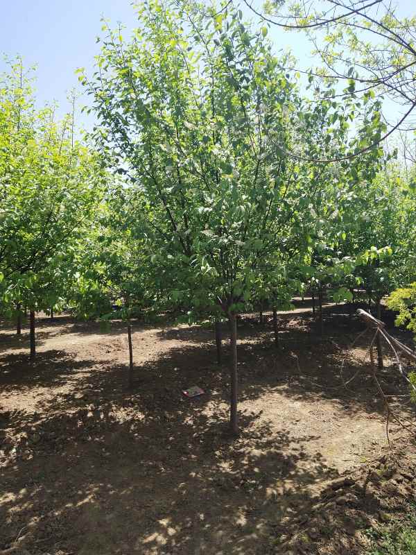 1733728939110959.jpg IMG_20210418_115108.jpg