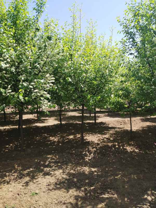 1733729382334785.jpg IMG_20210418_115125.jpg