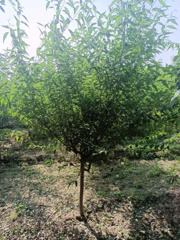 1733808462361570.jpg IMG_20220904_150711.jpg