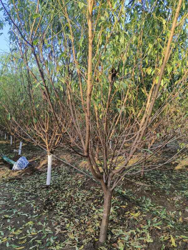 1733814214520618.jpg IMG_20231024_160205.jpg