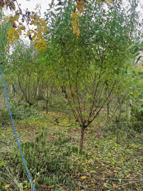 1733814565824828.jpg mmexport1636459883866.jpg