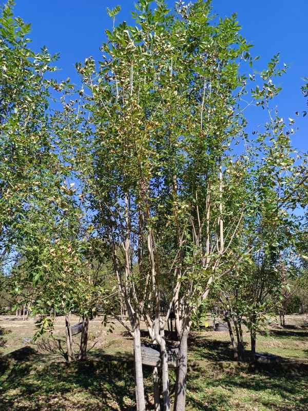 1733898885954750.jpg IMG_20211016_115250.jpg