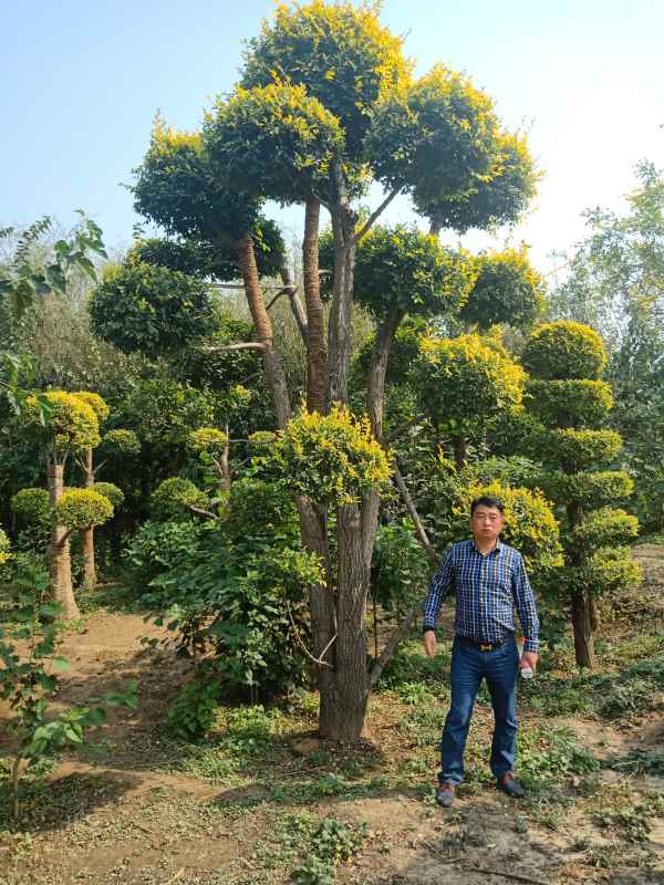 1733975389804524.jpg IMG20181004113219.jpg