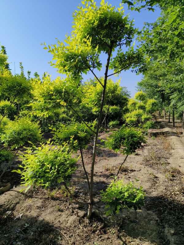 1733975514524713.jpg IMG_20230630_081443.jpg