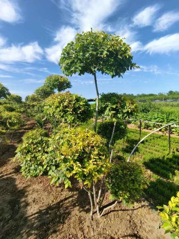 1733975662890050.jpg IMG_20230629_162759.jpg