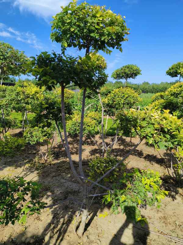 1733986832799679.jpg IMG_20230629_162607.jpg