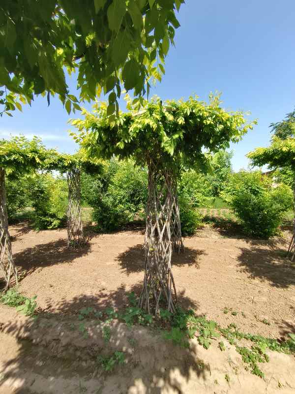 1733986983133760.jpg IMG_20230608_150452.jpg