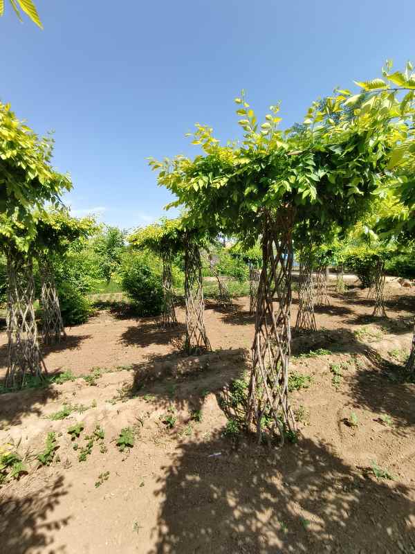 1733987064774345.jpg IMG_20230608_150442.jpg