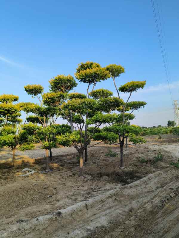 1733987313442550.jpg IMG_20230605_184017.jpg