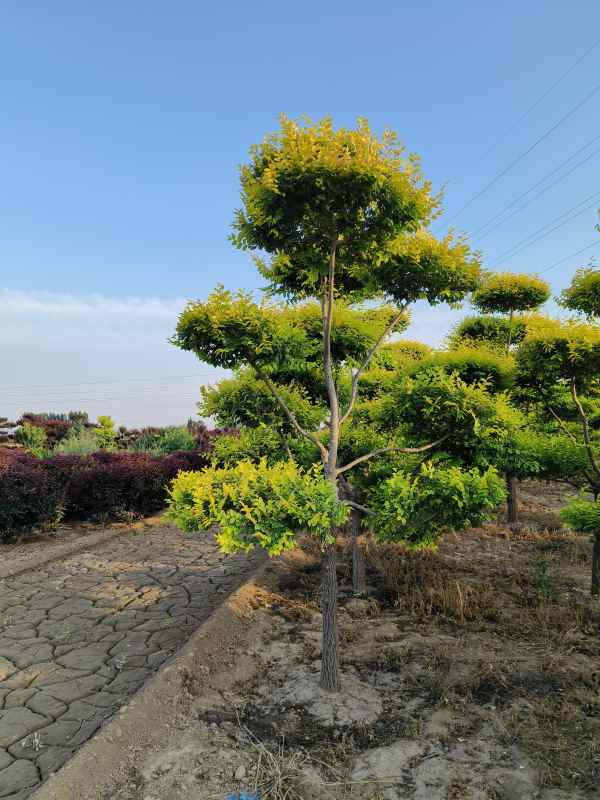 1733987965971180.jpg IMG_20230605_183837.jpg