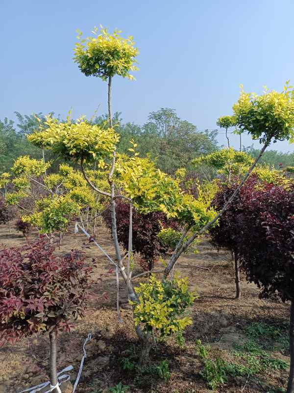 1733988076413794.jpg IMG_20220929_092751.jpg