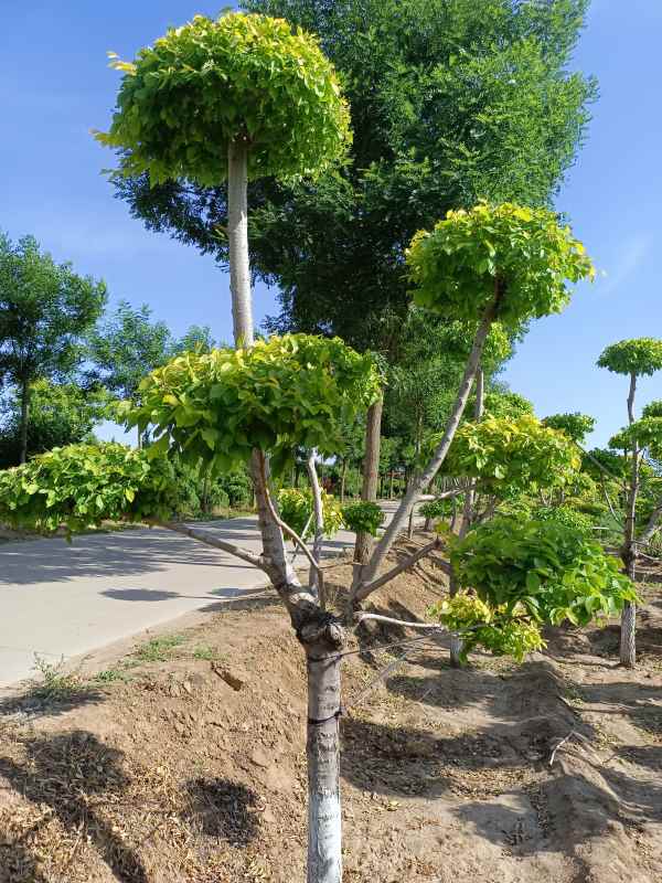 1733988371399449.jpg IMG_20220526_160238.jpg