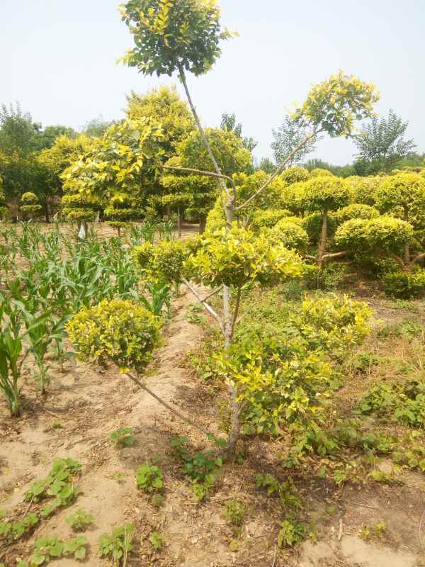 1733988985601386.jpg IMG_20180706_130601.jpg