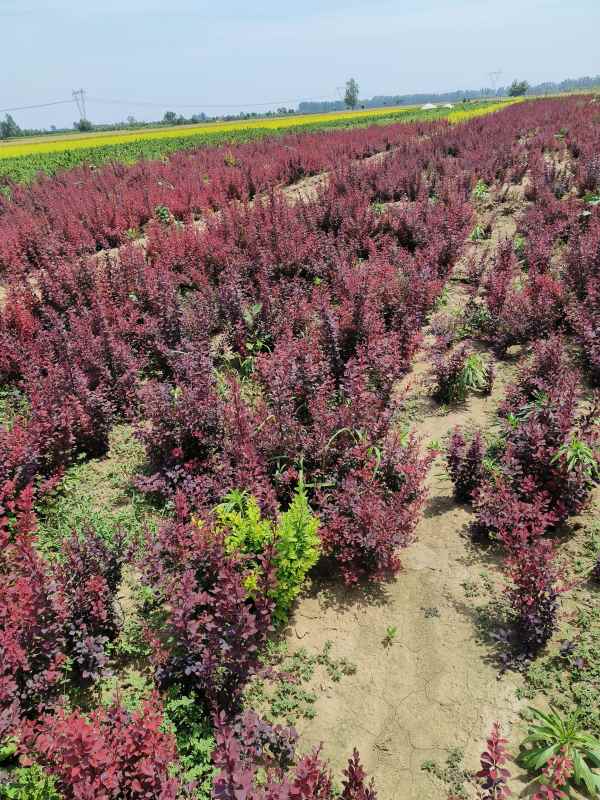 1734072604155798.jpg IMG_20230603_132421.jpg