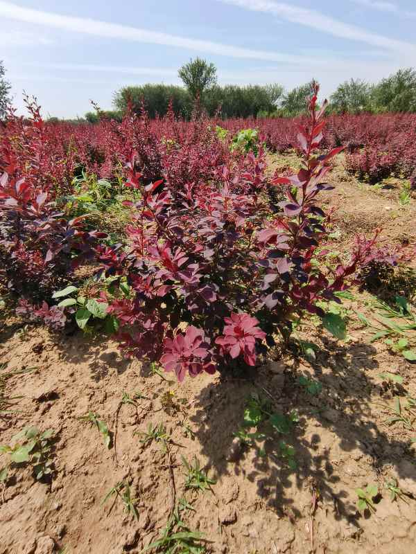 1734072688250927.jpg IMG_20230603_101926.jpg