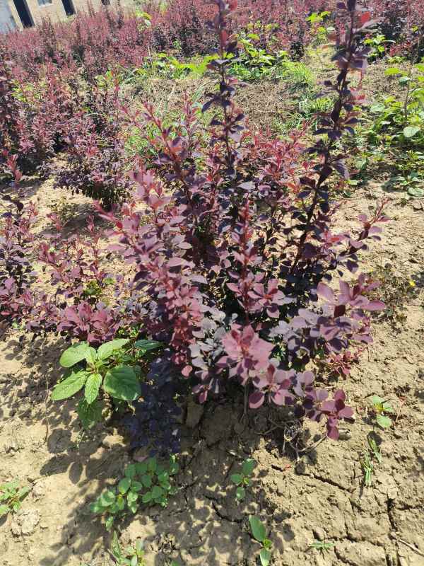 1734072756315497.jpg IMG_20230603_101854.jpg