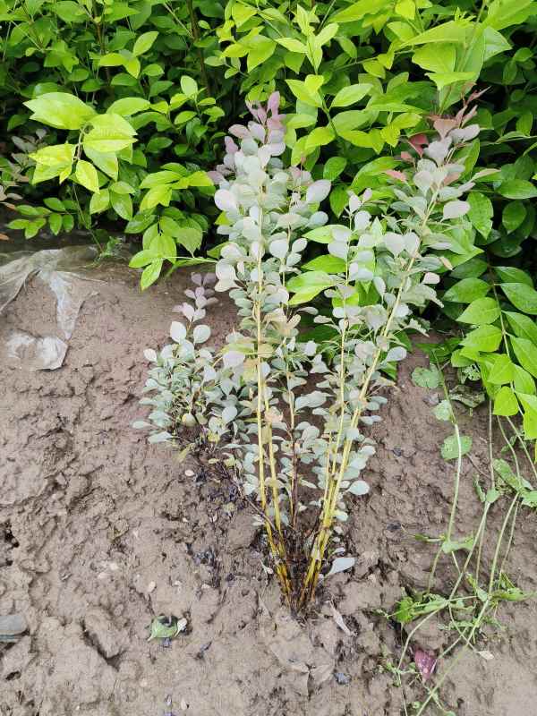 1734073112471228.jpg IMG_20230527_135425.jpg