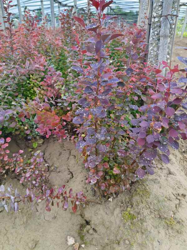 1734073206954498.jpg IMG_20230527_135234.jpg