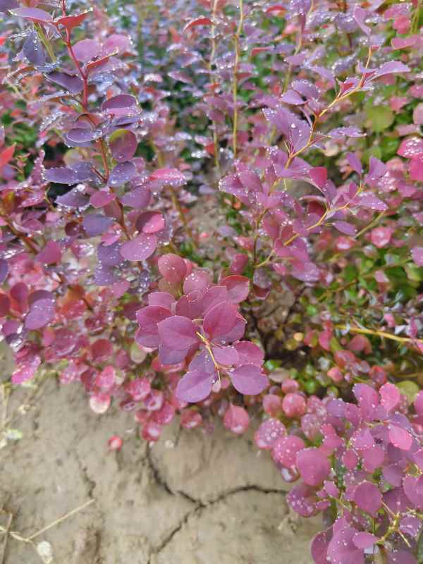 1734073360690711.jpg IMG_20230527_135104.jpg