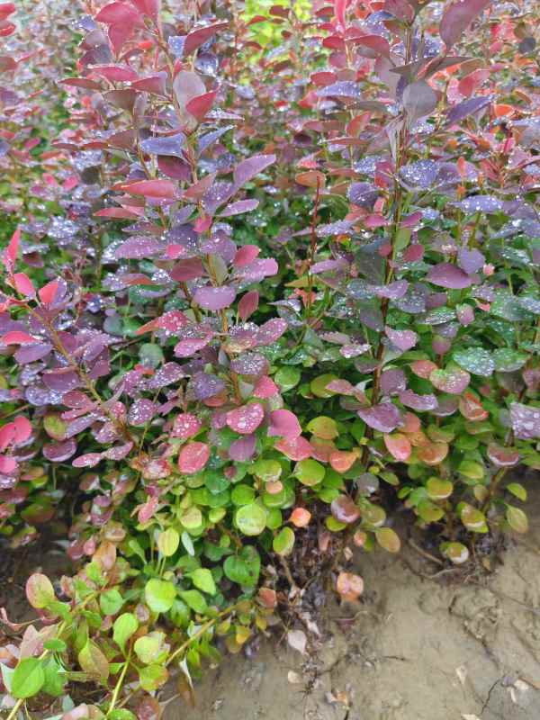 1734073490548069.jpg IMG_20230527_135055.jpg