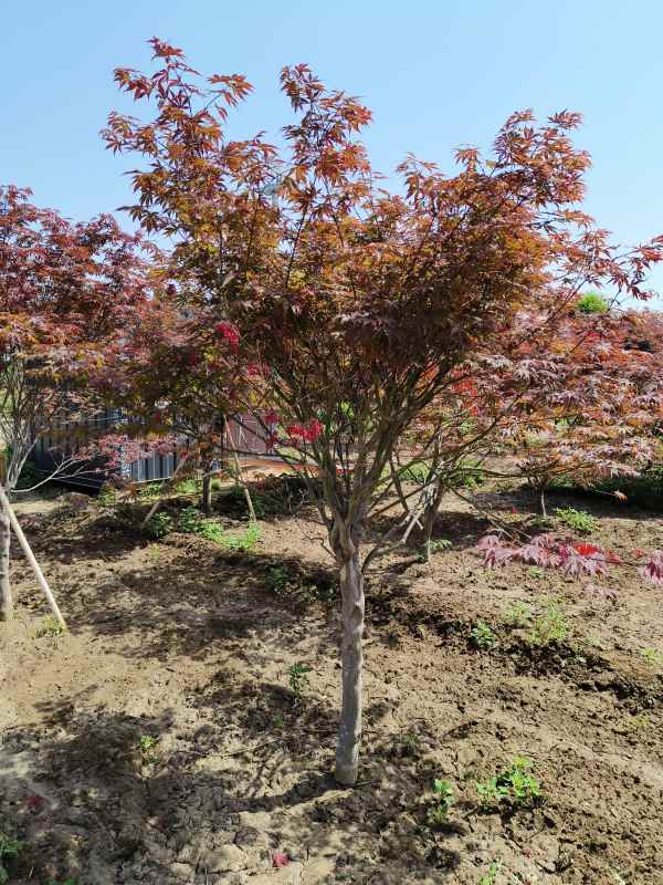 1734243368856372.jpg IMG_20230507_102022.jpg