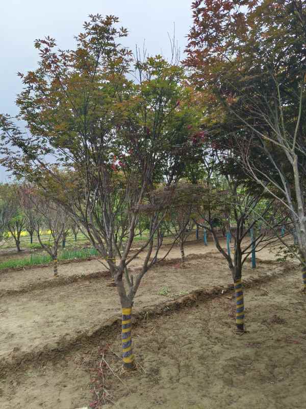 1734246260130444.jpg IMG_20230519_132900.jpg