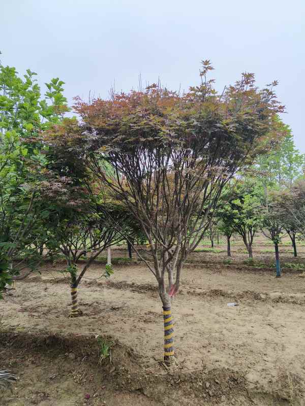 1734246448415617.jpg IMG_20230519_132858.jpg