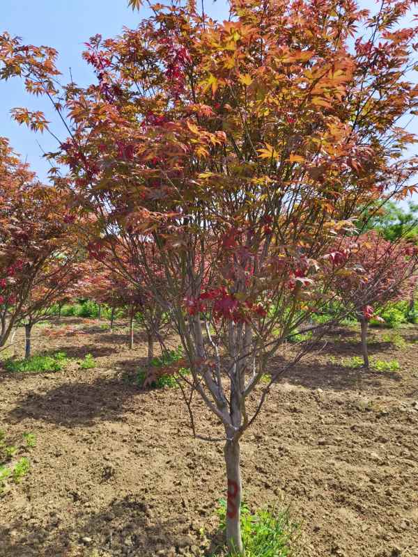 1734246597868092.jpg IMG_20230507_102217.jpg