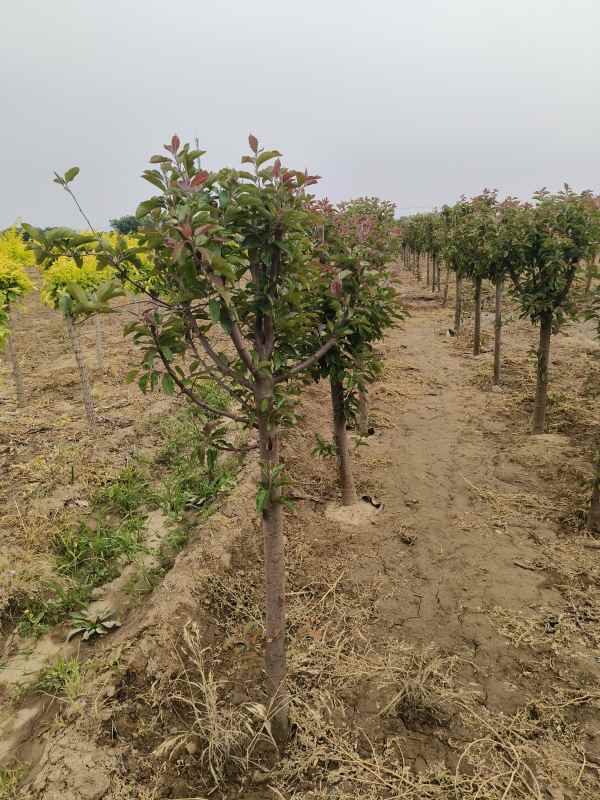 1734326507138084.jpg IMG_20230525_093037.jpg